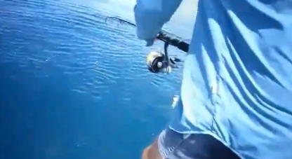 En el último momento un enorme tiburón le roba la pesca