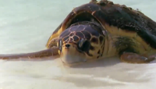 Una tortuga ataca a un tiburón e intenta comérselo