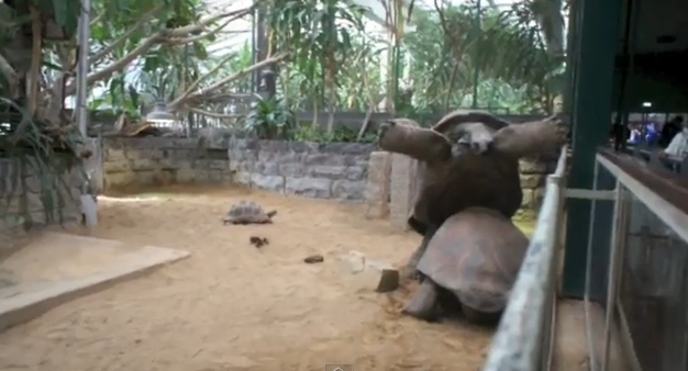 Una tortuga gigante empuja a otra hasta que consigue darle la vuelta