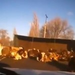 Un camión cargado de vacas tiene un accidente en una carretera de Rusia