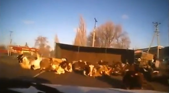 Un camión cargado de vacas tiene un accidente en una carretera de Rusia