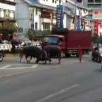 Dos búfalos peleándose en medio de la carretera en China