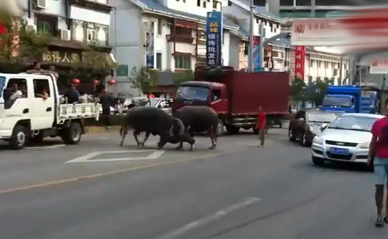 Dos búfalos peleándose en medio de la carretera en China