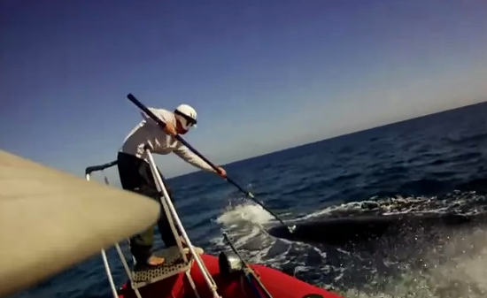 Cabalgar sobre una ballena azul