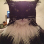 ¿Batman o Catman?