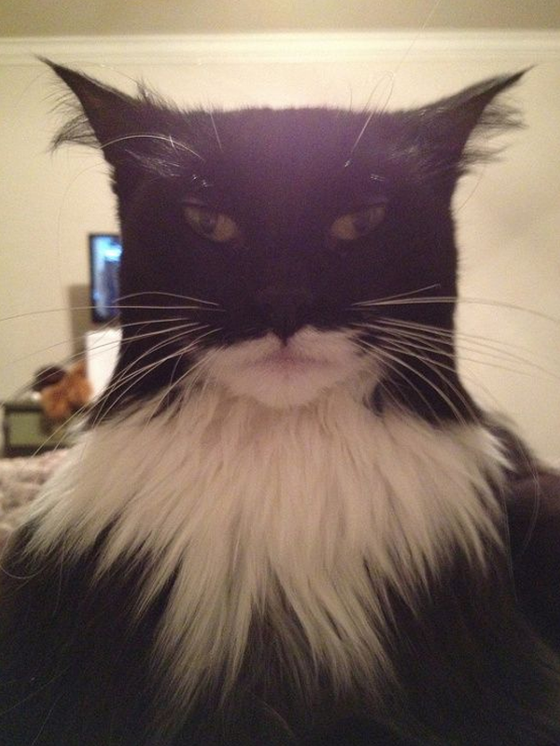 ¿Batman o Catman?