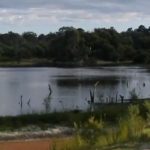 Un cocodrilo se come a un niño de 12 años mientras nadaba en una laguna de Australia