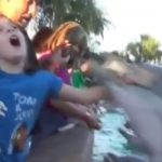 Un delfín golpea a una niña mientras lo alimentaba con peces en el Sea World