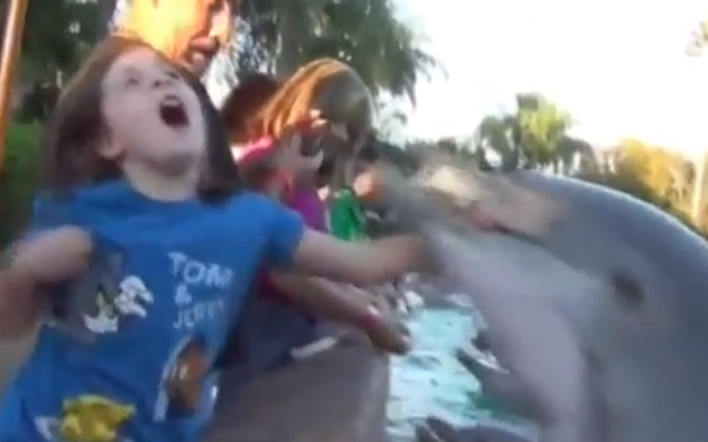 Un delfín golpea a una niña mientras lo alimentaba con peces en el Sea World