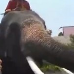 ¡Ayuda!, ¡el elefante se ha comido mi iPhone!