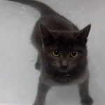 A mi gato le encanta hacerse largos en la bañera