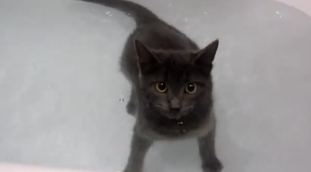 A mi gato le encanta hacerse largos en la bañera