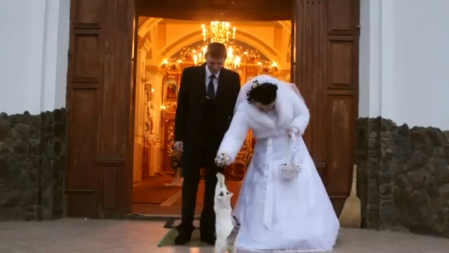 Un gato sorprende a una pareja en su boda