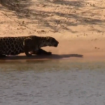 Impresionante momento de un jaguar cazando un carpincho