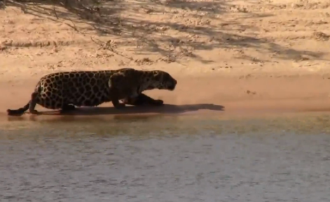 Impresionante momento de un jaguar cazando un carpincho