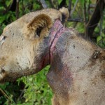 La increíble historia de un león que sobrevivió durante 3 años atrapado en una trampa de cazadores en Tanzania