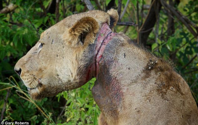 La increíble historia de un león que sobrevivió durante 3 años atrapado en una trampa de cazadores en Tanzania