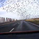 Bandada de pájaros vuelan pegados a la carretera