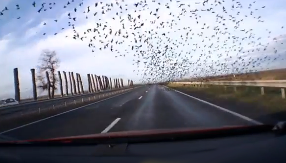 Bandada de pájaros vuelan pegados a la carretera