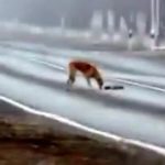 Un perro intenta sacar de la carretera el cuerpo muerto de su cachorro