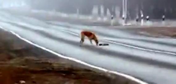 Un perro intenta sacar de la carretera el cuerpo muerto de su cachorro