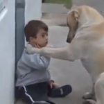 Un perro ama y cuida a un niño con síndrome de Down