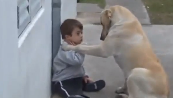 Un perro ama y cuida a un niño con síndrome de Down