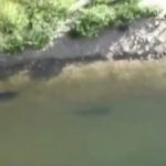 Impresionante momento en el que un pez gato sale del agua y captura a una paloma