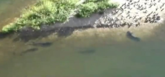 Impresionante momento en el que un pez gato sale del agua y captura a una paloma