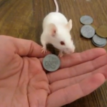 El ratón que gasta todo su dinero en una golosina