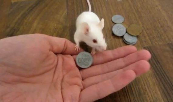 El ratón que gasta todo su dinero en una golosina