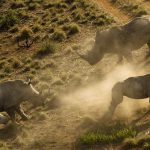Un rinoceronte salva a su cría del ataque de unos cazadores antes de morir