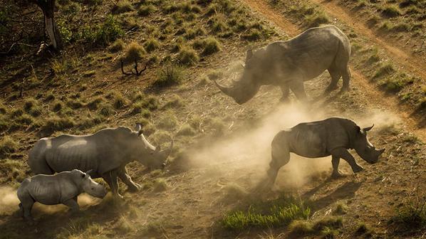 Un rinoceronte salva a su cría del ataque de unos cazadores antes de morir