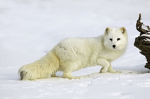 Un zorro ártico le roba un guante a un hombre en Rusia
