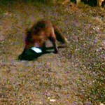 Un zorro roba un iPhone y envía un SMS