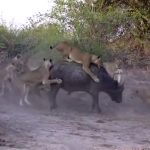 20 leones atacan y se comen a un búfalo