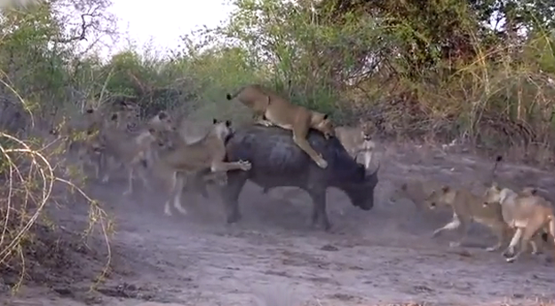 20 leones atacan y se comen a un búfalo