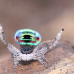 El espectacular ritual de apareamiento de la araña pavo real