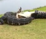 Graba una pelea de cocodrilos mientras estaba jugando al golf en Florida