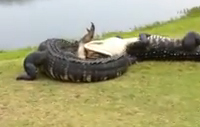 Graba una pelea de cocodrilos mientras estaba jugando al golf en Florida