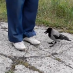 Un cuervo le desata los cordones y trata de robarle una sartén