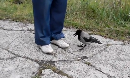 Un cuervo le desata los cordones y trata de robarle una sartén