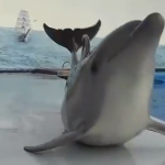 Delfín entrenado para arrastrarse sobre una superficie fuera del agua