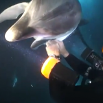 Un delfín se acerca a un grupo de buzos a pedir ayuda y uno de los hombres lo libera de la red de pesca que tenía en su aleta