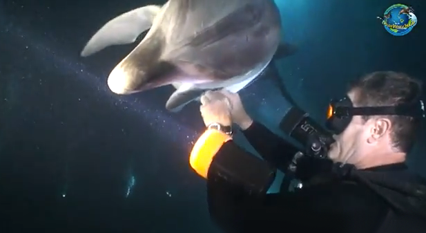 Un delfín se acerca a un grupo de buzos a pedir ayuda y uno de los hombres lo libera de la red de pesca que tenía en su aleta