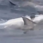 Un grupo de delfines ayuda a un compañero moribundo para evitar que se hunda