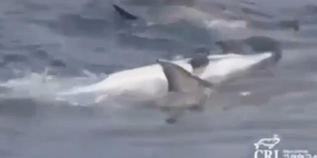 Un grupo de delfines ayuda a un compañero moribundo para evitar que se hunda