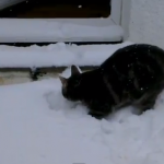 Un gato descubre la nieve