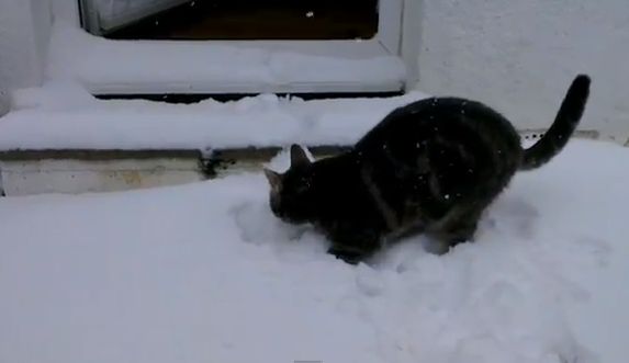 Un gato descubre la nieve