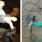 Capturan a un gato que servía como mensajero a los presos de una cárcel de Brasil